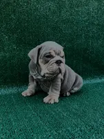 Chapito 2.0, a male English Bulldog for sale in Maywood, CA – 1 of 4
