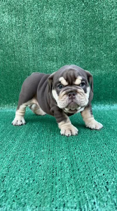 Nutella , a female English Bulldog for sale in Maywood, CA – 4 of 4