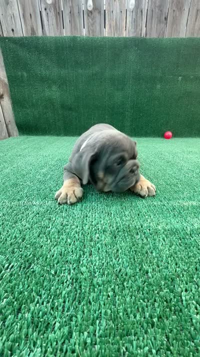 Blue , a female English Bulldog for sale in Maywood, CA – 3 of 3