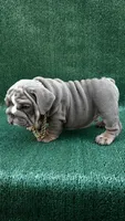 El gordo , a male English Bulldog for sale in Maywood, CA – 2 of 3