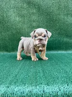 El chapo, a male English Bulldog for sale in Maywood, CA – 2 of 3