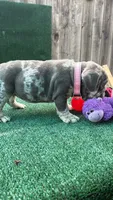 Orejitas, a female English Bulldog for sale in Maywood, CA – 3 of 4