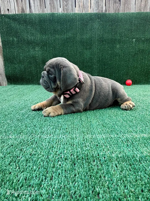 Blue  – English Bulldog puppy for sale in Maywood, CA
