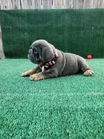 Blue , a female English Bulldog for sale in Maywood, CA – 1 of 3