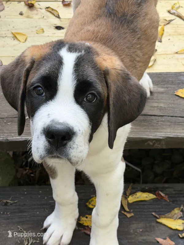 Tiny – Saint Bernard puppy for sale in Newburgh, NY