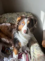 Whiskey, a male Miniature Australian Shepherd for sale in Longview, TX – 3 of 4