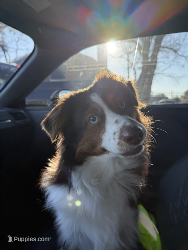 Whiskey – Miniature Australian Shepherd puppy for sale in Longview, TX