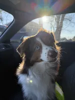 Whiskey, a male Miniature Australian Shepherd for sale in Longview, TX – 1 of 4