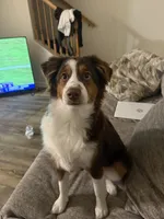 Whiskey, a male Miniature Australian Shepherd for sale in Longview, TX – 2 of 4