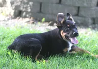 Jenna, a female Collie and German Shepherd Dog for sale in Lansing, MI – 2 of 3