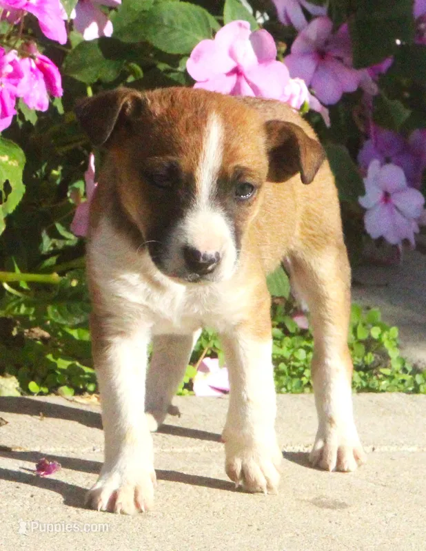 Buttons – Jack Russell Terrier, Chihuahua puppy for sale in Lansing, MI