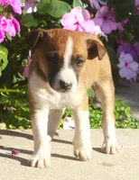 Buttons, a male Jack Russell Terrier and Chihuahua for sale in Lansing, MI – 1 of 1