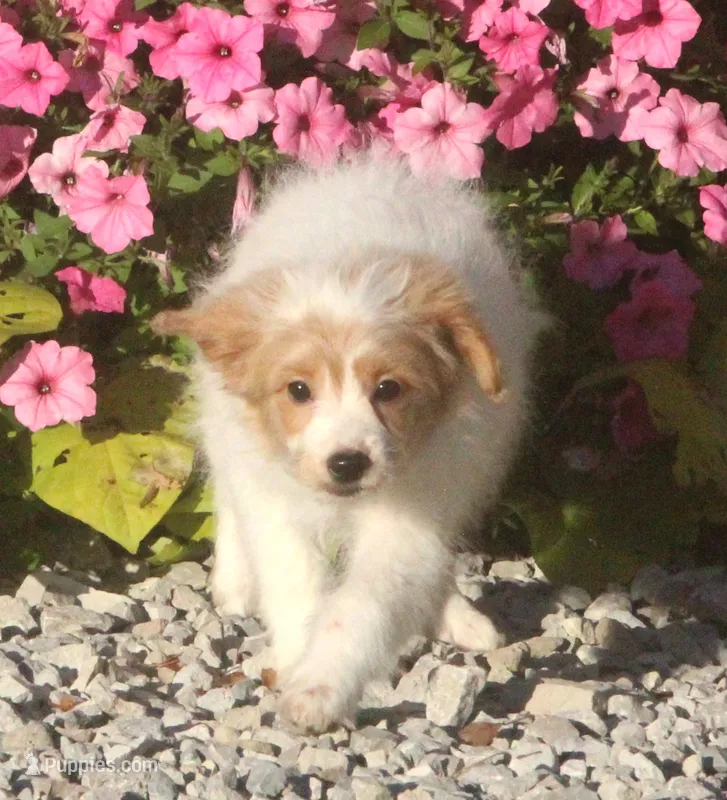 Luna – Poodle - Toy  puppy for sale in Lansing, MI
