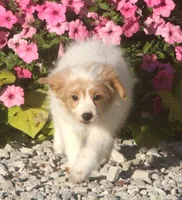 Luna, a female Poodle - Toy  for sale in Lansing, MI – 1 of 2