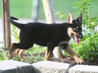 Jenna, a female Collie and German Shepherd Dog for sale in Lansing, MI – 3 of 3