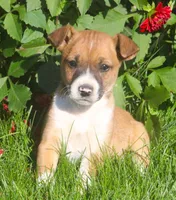 Tully, a female Jack Russell Terrier and Chihuahua for sale in Lansing, MI – 1 of 1