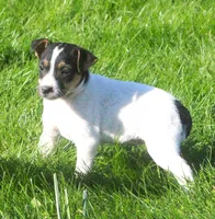 Winnie, a female Jack Russell Terrier and Chihuahua for sale in Lansing, MI – 1 of 1