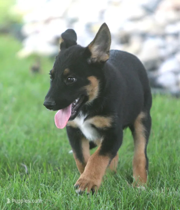 Jenna – Collie, German Shepherd Dog puppy for sale in Lansing, MI