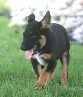 Jenna, a female Collie and German Shepherd Dog for sale in Lansing, MI – 1 of 3