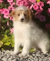 Luna, a female Poodle - Toy  for sale in Lansing, MI – 2 of 2