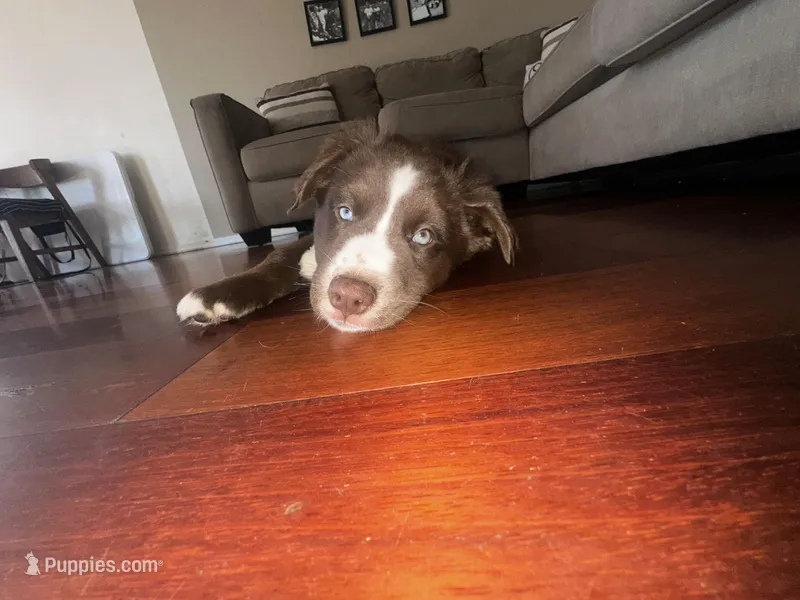 Bruno muffin  – Siberian Husky puppy for sale in Buckeye, AZ