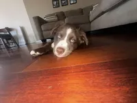 Bruno muffin , a male Siberian Husky for sale in Buckeye, AZ – Photo 1 of 3