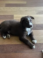 Bruno muffin , a male Siberian Husky for sale in Buckeye, AZ – Photo 2 of 3