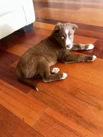 Bruno muffin , a male Siberian Husky for sale in Buckeye, AZ – Photo 3 of 3