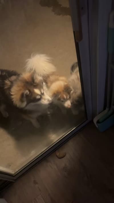 Facility video