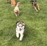 Kirby, a male Pomsky for sale in Olathe, KS – 7 of 10