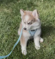 Kirby, a male Pomsky for sale in Olathe, KS – 5 of 10