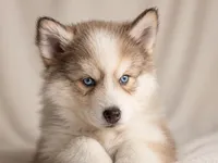 Kirby, a male Pomsky for sale in Olathe, KS – 2 of 10