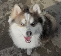 Kirby, a male Pomsky for sale in Olathe, KS – 1 of 10