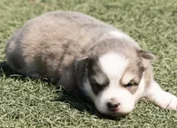Kirby, a male Pomsky for sale in Olathe, KS – 9 of 10