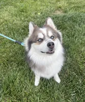 Kirby, a male Pomsky for sale in Olathe, KS – 6 of 10