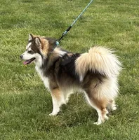 Kirby, a male Pomsky for sale in Olathe, KS – 3 of 10