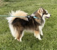 Kirby, a male Pomsky for sale in Olathe, KS – 4 of 10