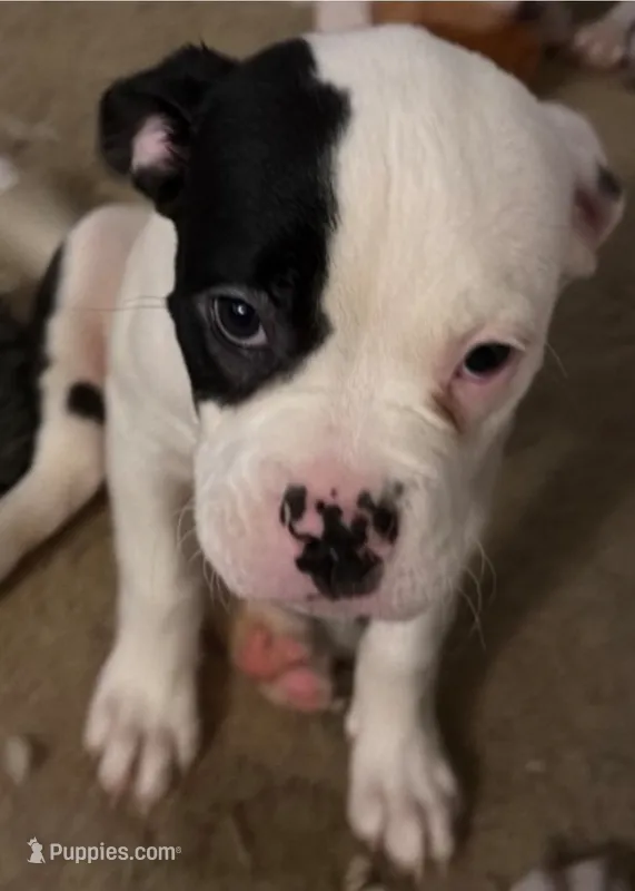 Aria – American Bulldog puppy for sale in Independence, MO