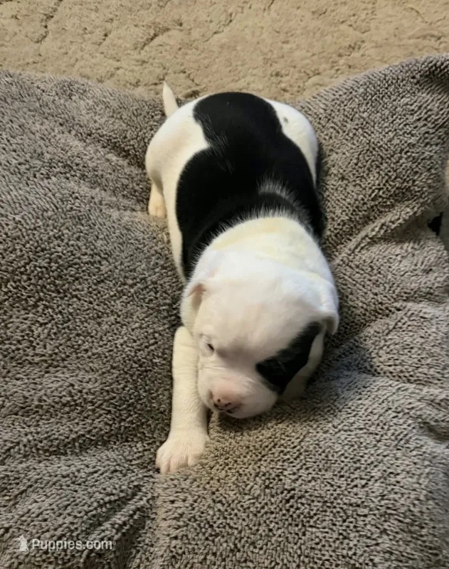 Aria – American Bulldog puppy for sale in Independence, MO