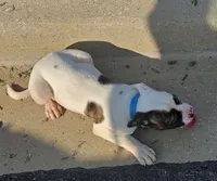 Mia, a female American Bulldog for sale in Independence, MO – 3 of 10