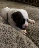 Mia, a female American Bulldog for sale in Independence, MO – 2 of 10