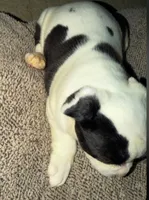 ziggy, a male American Bulldog for sale in Independence, MO – 2 of 10