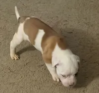 romeo, a male American Bulldog for sale in Independence, MO – 4 of 10