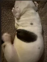 Mia, a female American Bulldog for sale in Independence, MO – 6 of 10