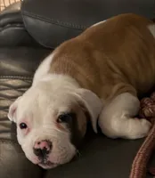 romeo, a male American Bulldog for sale in Independence, MO – 5 of 10