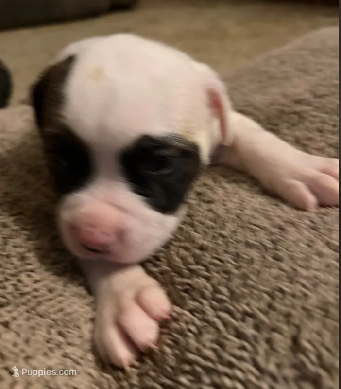 Mia – American Bulldog puppy for sale in Independence, MO