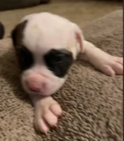 Mia, a female American Bulldog for sale in Independence, MO – 1 of 10