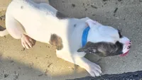 Mia, a female American Bulldog for sale in Independence, MO – 4 of 10