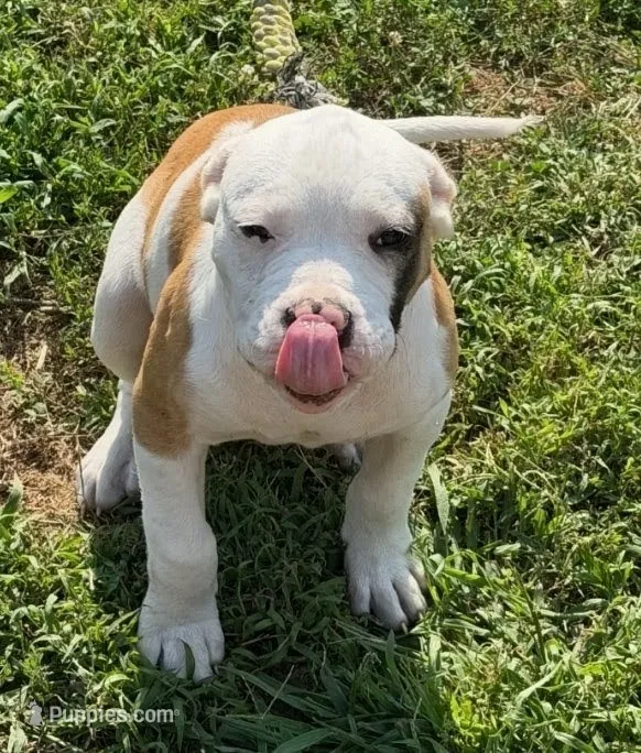 romeo – American Bulldog puppy for sale in Independence, MO