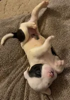 Aria, a female American Bulldog for sale in Independence, MO – 3 of 9